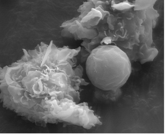 Dendritic cells interacting with C neo web